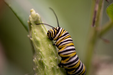 monarch caterpillar on milk pod
