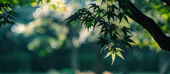 Sunlight Filtering Through Green Leaves in a Forest