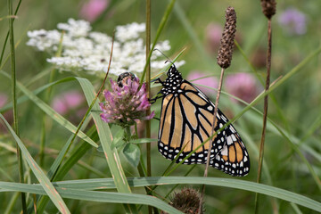 monarch butterfly on flower