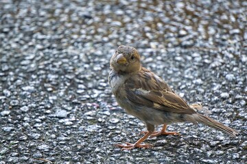 sparrow on the beach