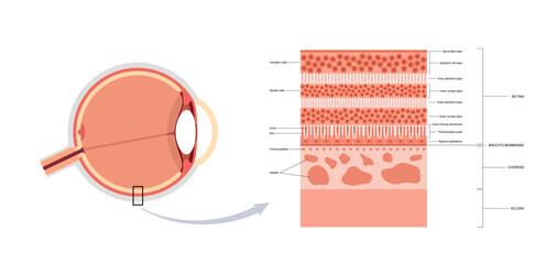 Fototapeta premium Retina structure poster