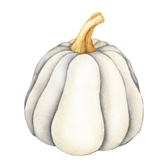 White Pumpkin with stem Watercolor illustration isolated on white background. An element of festive autumn design for the Halloween holiday or thanksgiving day
