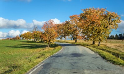 Fototapeta premium cherri trees alley, autumnal colored view