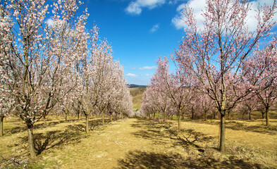 spring view of a blossoming pink almond orchard