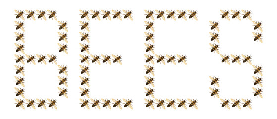 the word bees composed of many bees on white background