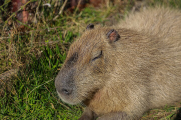 Cute capybara sleeping under sunshine