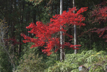 本圀寺　境内の紅葉　京都市山科区