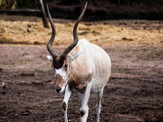 Gazelle