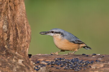 Sitta europaea aka Eurasian nuthatch with the seed in his beak.  Very close-up portrait. Isolated on blurred background.