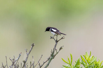 夏の高原のノビタキ雄