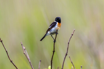Fototapeta premium 夏の高原のノビタキ雄