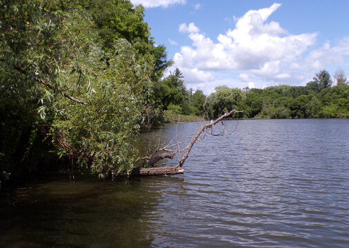 Summer landscape with trees and lake