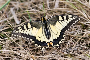 Papilio machaon aka swallowtail butterfly. Huge butterfly. Nature of Czech republic.