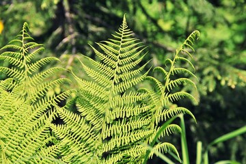 fern leaves, large leaves of a forest plant, densely growing ferns, wild nature, lush greenery