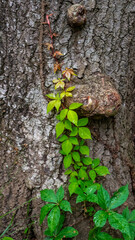 Virginia Creeper Vine Growing on Tree