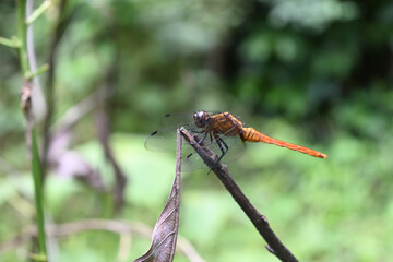Soft focus view of a female crimson tailed marsh hawk dragonfly sits on a stem tip