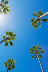 View from bottom on top of palm tree with sky