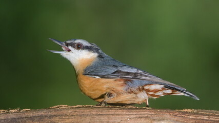 Angry bird Sitta europaea aka Eurasian nuthatch with open beak.  Very close-up portrait. Isolated on blurred background.