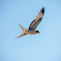 Obraz premium Agile Peregrine Falcon Diving Swiftly Through the Clear Skies of a Sunny Day with Remarkable Speed.