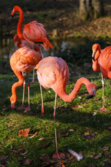flamingo resting on the grass land