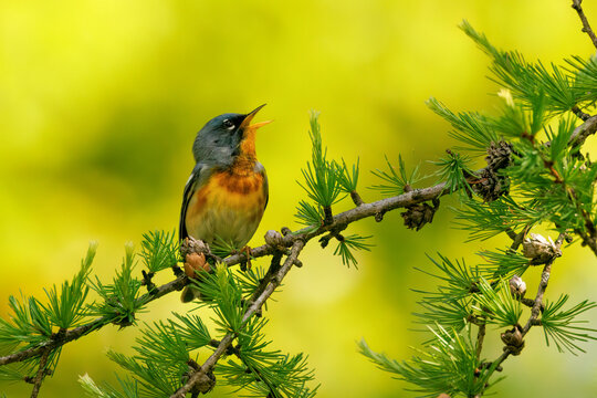 Northern Parula Singing