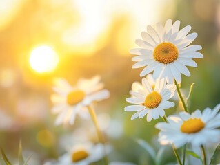 Vibrant daisy blossom with golden sunlight, serene spring, summer, and autumn photography capture © Daria