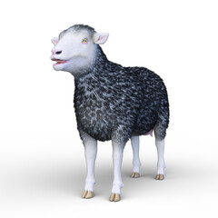 ヒツジ　3DCGレンダリング