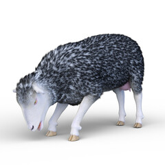 ヒツジ　3DCGレンダリング