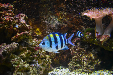 Blue little fish with black stripes behind it coral reef, underwater life