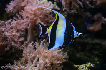 Blue-black striped fish with yellow fin, underwater life