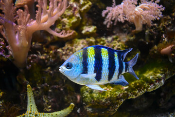 Blue little fish with black stripes behind it coral reef