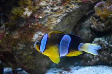 Blue-yellow fish with blue stripes, underwater life