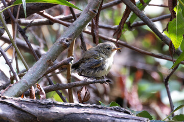 Common Chiffchaff (Phylloscopus collybita) in Tolka Valley Park, Dublin, Ireland – Commonly found in woodlands and gardens across Europe and Asia.