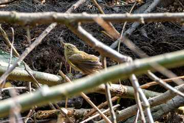 Common Chiffchaff (Phylloscopus collybita) in Tolka Valley Park, Dublin, Ireland – Commonly found in woodlands and gardens across Europe and Asia.