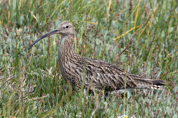 Curlew (Numenius arquata) in Bull Island, Clontarf, Dublin, Ireland – Commonly found in wetlands and coastal areas across Europe and Asia.