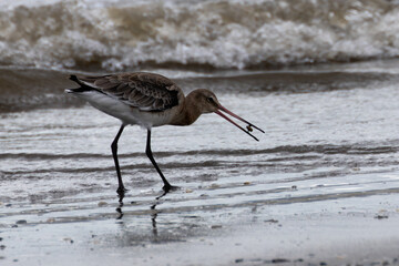 Black-tailed Godwit (Limosa limosa) on Bull Island Beach, Dublin, Ireland – Commonly found in wetlands and coastal areas across Europe and Asia.