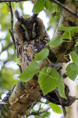 Long-eared Owl (Asio otus) in Hoofddorp, Netherlands – Commonly found in woodlands and forests across Europe, Asia, and North America.