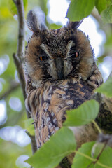 Long-eared Owl (Asio otus) in Hoofddorp, Netherlands – Commonly found in woodlands and forests across Europe, Asia, and North America.