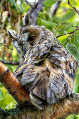 Long-eared Owl (Asio otus) in Hoofddorp, Netherlands – Commonly found in woodlands and forests across Europe, Asia, and North America.