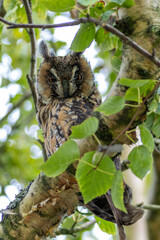 Long-eared Owl (Asio otus) in Hoofddorp, Netherlands – Commonly found in woodlands and forests across Europe, Asia, and North America.