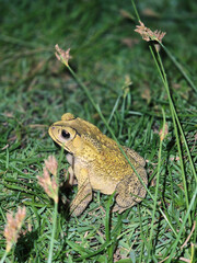 Yellow toad rests in the grassland during the tranquil night hours.