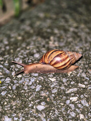 Snail Crawling on a Rocky Surface.