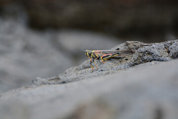 Large Painted Locust, Schistocerca melanocera, on black lava rocks in the Galapagos Islands. A colorful red, yellow and black grasshopper, the Large Painted Locust is endemic to the Galapagos Islands.