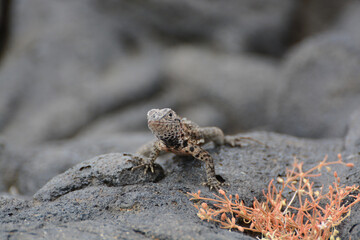 Santiago Lava Lizard (Microlophus jacobii) basks on lava rocks with a small carpetweed plant on Santiago Island in the Galapagos Islands. Santiago Lava Lizard is endemic to the Galapagos Islands.