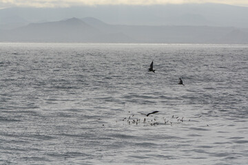 Seabirds silhouetted over the ocean in the Galapagos Islands, with mountains on the horizon. Frigatebirds and storm-petrels foraging over the Pacific Ocean among the rocky Galapagos Islands of Ecuador