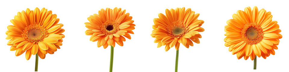 set of A boat yellow daisy flower on a transparent background