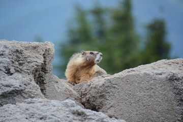 Yellow-bellied marmot (Marmota flaviventris), or rock chuck, in profile on Mount Hood in the Cascade Mountains of Oregon. On boulders with trees in the background.