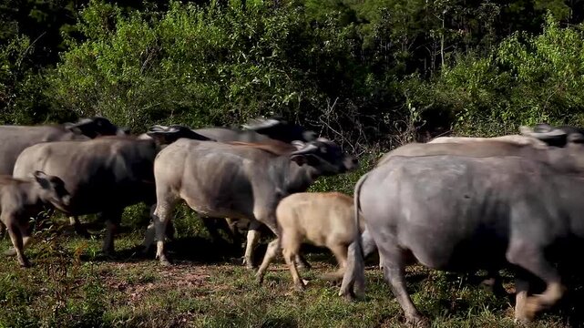 Water buffalo (Bubalus arnee) herd in the bushes, Vietnam, Asia