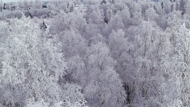 High angle view of snow covered trees in Estonia during the scandinavian winter. Pretty nordic nature. Snowy forest. Cloudy weather. Drone moving backwards while tilting upwards. Geology shot.