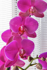 Orchid Phalaenopsis hybridum, Brasília, Brazil, 2020